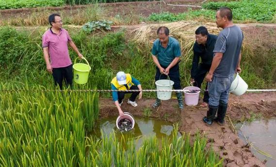 云南省水产技术推广站完成2023年第一批稻渔综合种养示范点鱼种投放