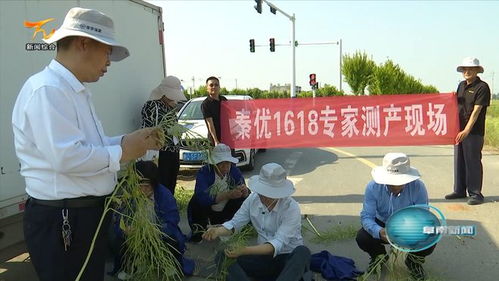 阜阳阜南 我县着力探索油菜提单产促高产发展路径